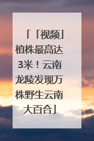 「视频」植株最高达3米！云南龙陵发现万株野生云南大百合