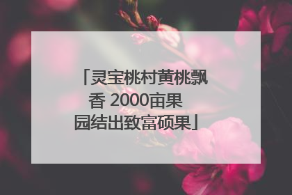 灵宝桃村黄桃飘香 2000亩果园结出致富硕果