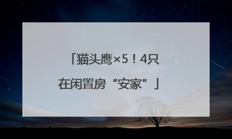 猫头鹰×5！4只在闲置房“安家”