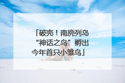 破壳！南麂列岛“神话之鸟”孵出今年首只小雏鸟