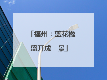 福州：蓝花楹盛开成一景