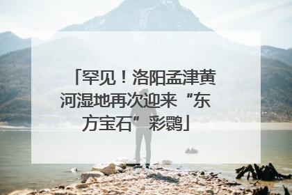 罕见！洛阳孟津黄河湿地再次迎来“东方宝石”彩鹮
