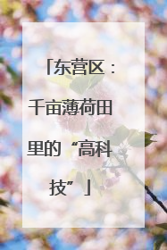 东营区：千亩薄荷田里的“高科技”