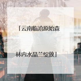 云南临沧原始森林内水晶兰绽放