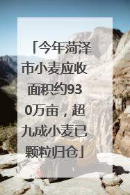今年菏泽市小麦应收面积约930万亩，超九成小麦已颗粒归仓