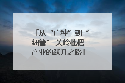 从“广种”到“细管” 关岭枇杷产业的跃升之路