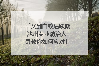 又到白蚁活跃期 池州专业防治人员教你如何应对