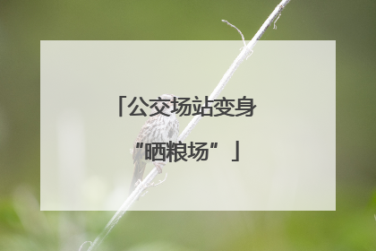 公交场站变身“晒粮场”