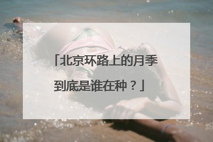北京环路上的月季到底是谁在种？