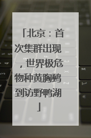 北京：首次集群出现，世界极危物种黄胸鹀到访野鸭湖