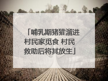 哺乳期猪獾溜进村民家觅食 村民救助后将其放生