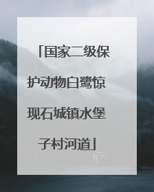 国家二级保护动物白鹭惊现石城镇水堡子村河道