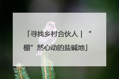 寻找乡村合伙人｜“棚”然心动的盐碱地