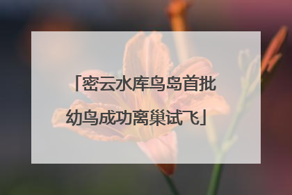 密云水库鸟岛首批幼鸟成功离巢试飞