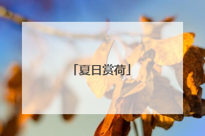 夏日赏荷