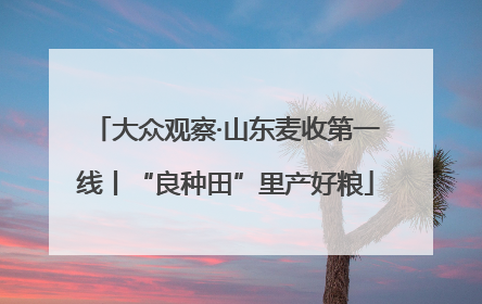 大众观察·山东麦收第一线丨“良种田”里产好粮
