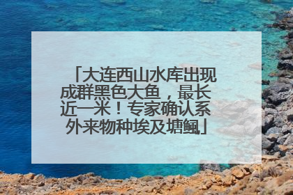 大连西山水库出现成群黑色大鱼，最长近一米！专家确认系外来物种埃及塘鲺