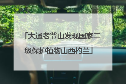 大通老爷山发现国家二级保护植物山西杓兰
