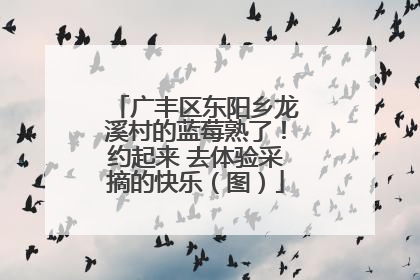 广丰区东阳乡龙溪村的蓝莓熟了！约起来 去体验采摘的快乐（图）