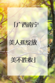 广西南宁美人蕉绽放美不胜收