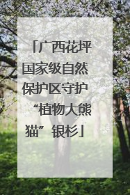 广西花坪国家级自然保护区守护“植物大熊猫”银杉