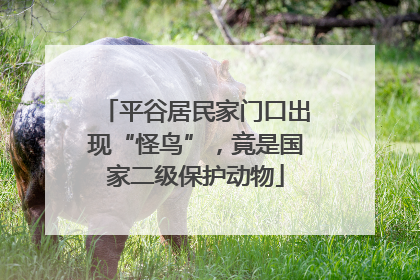 平谷居民家门口出现“怪鸟”，竟是国家二级保护动物