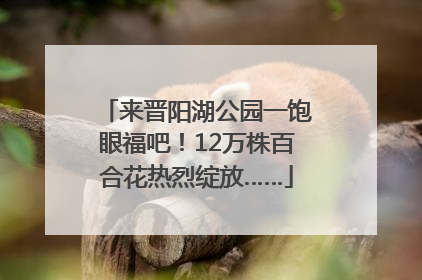 来晋阳湖公园一饱眼福吧！12万株百合花热烈绽放……