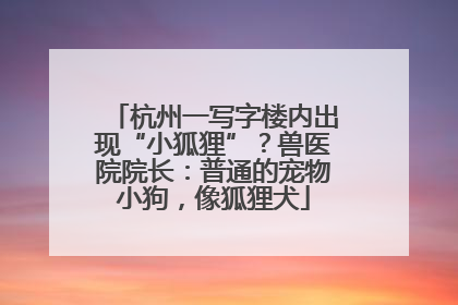 杭州一写字楼内出现“小狐狸”？兽医院院长：普通的宠物小狗，像狐狸犬