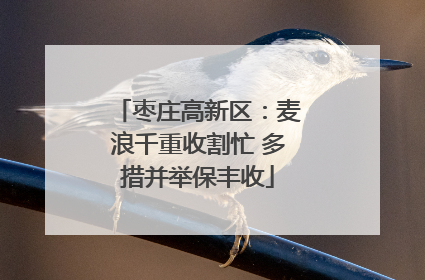 枣庄高新区：麦浪千重收割忙 多措并举保丰收
