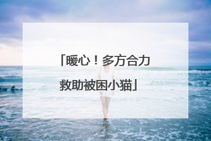 暖心！多方合力救助被困小猫