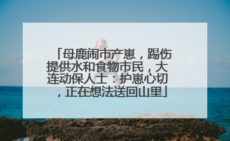母鹿闹市产崽，踢伤提供水和食物市民，大连动保人士：护崽心切，正在想法送回山里