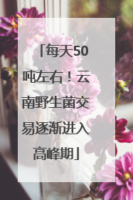 每天50吨左右！云南野生菌交易逐渐进入高峰期