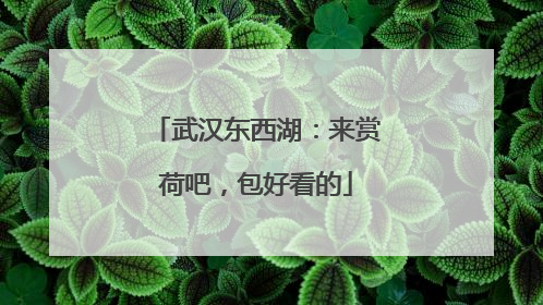 武汉东西湖：来赏荷吧，包好看的