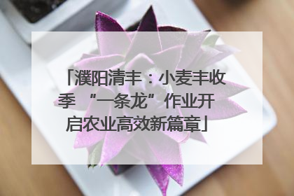 濮阳清丰：小麦丰收季 “一条龙”作业开启农业高效新篇章