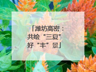 潍坊高密：共绘“三夏”好“丰”景