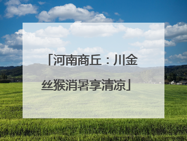 河南商丘：川金丝猴消暑享清凉