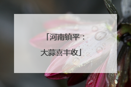 河南镇平：大蒜喜丰收