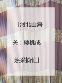 河北山海关：樱桃成熟采摘忙