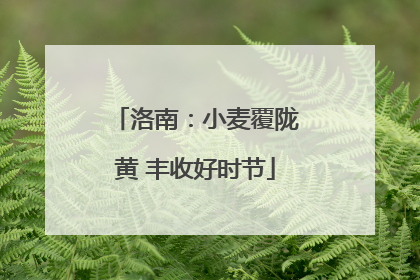 洛南：小麦覆陇黄 丰收好时节