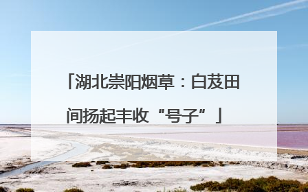 湖北崇阳烟草：白芨田间扬起丰收“号子”