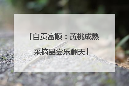 自贡富顺：黄桃成熟 采摘品尝乐翻天