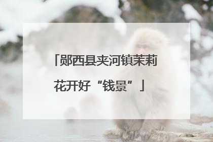 郧西县夹河镇茉莉花开好“钱景”