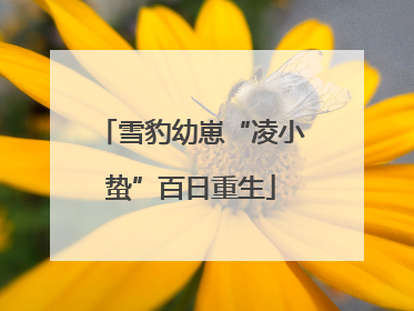 雪豹幼崽“凌小蛰”百日重生