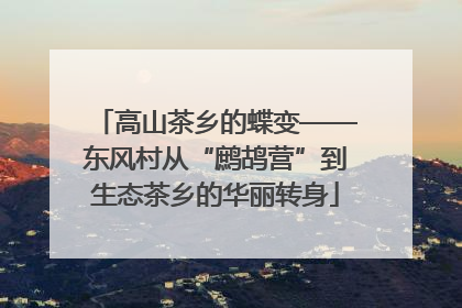 高山茶乡的蝶变——东风村从“鹧鸪营”到生态茶乡的华丽转身