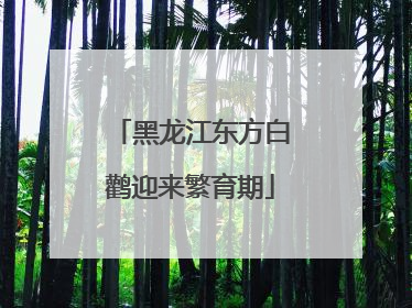 黑龙江东方白鹳迎来繁育期