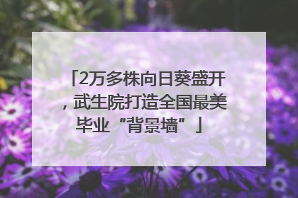 2万多株向日葵盛开，武生院打造全国最美毕业“背景墙”